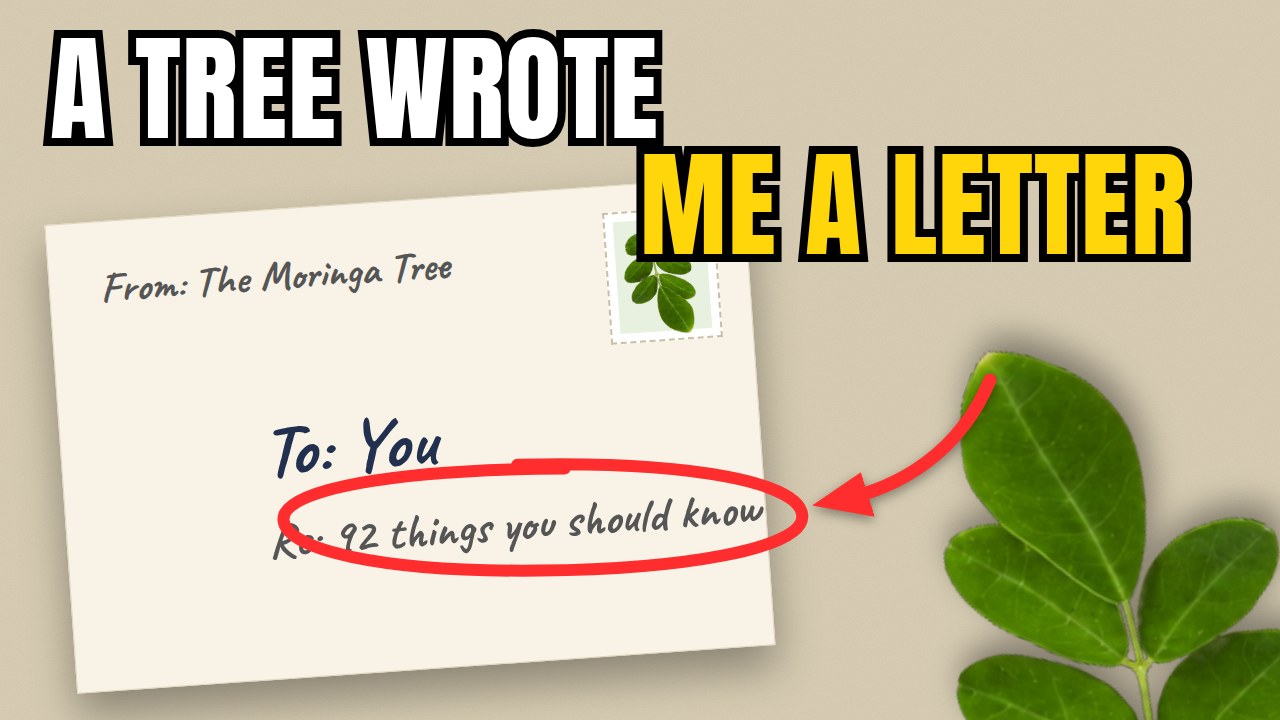 A tree wrote me a letter thumbnail